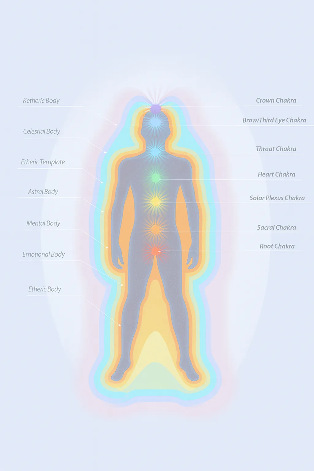 A human figure shown with the layered energy centres of the biofield